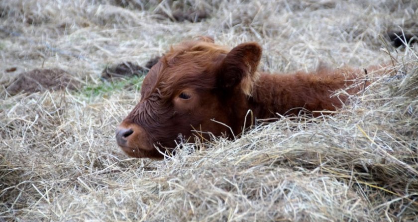 Бронхопневмония у телят