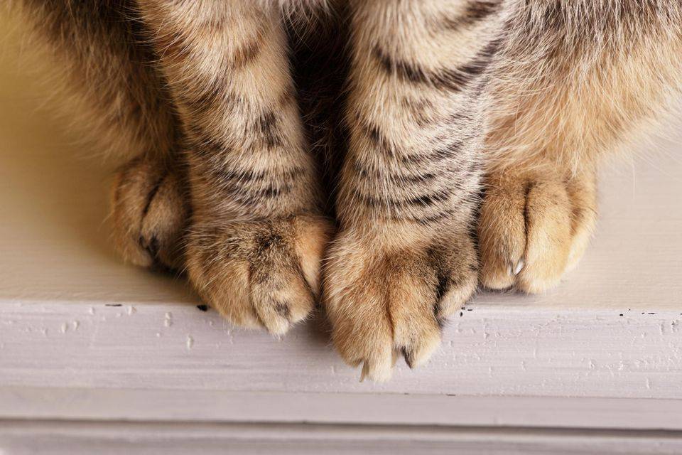 У кота опухла лапа от ожога