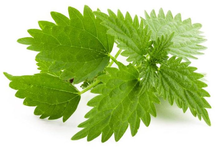 ожог крапивой