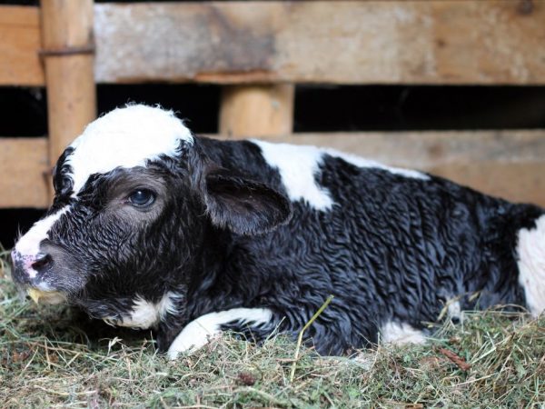 Особенности бронхопневмонии у телят