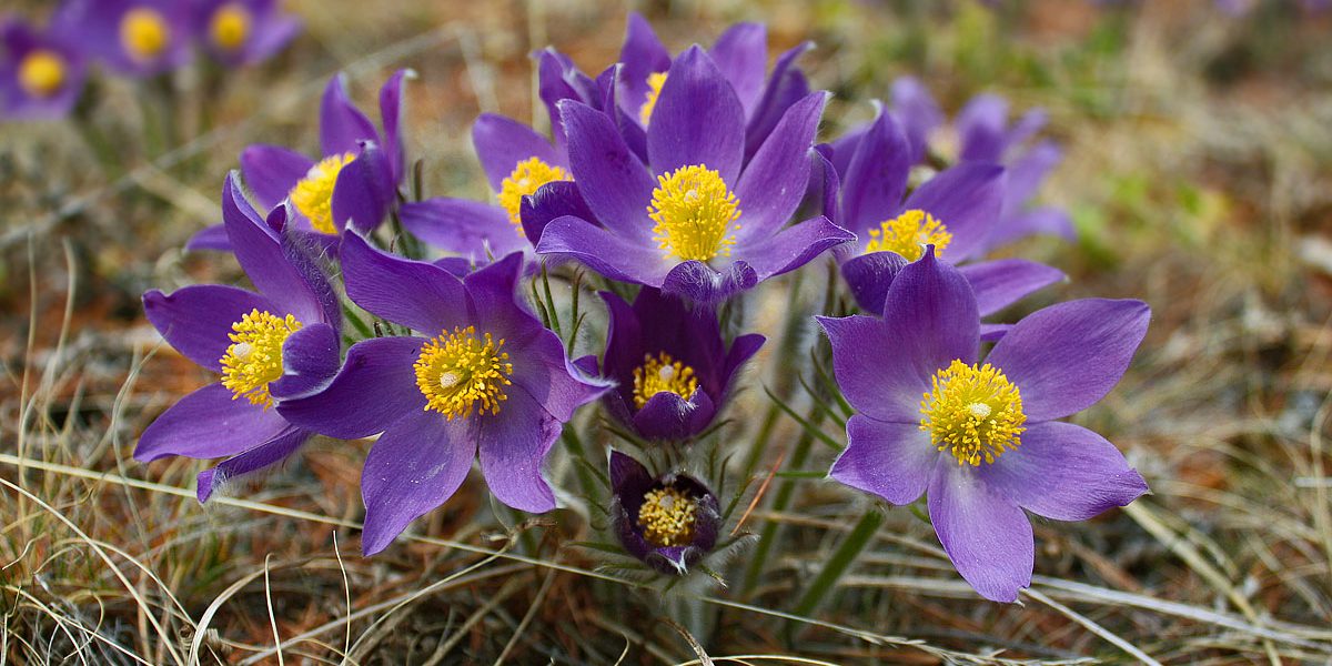 опасные растения