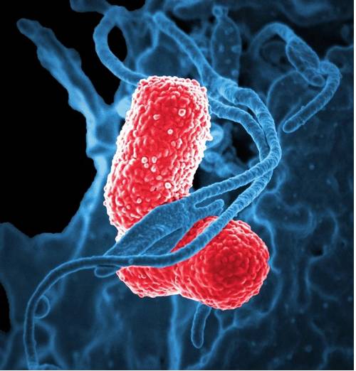 Лекарство от пневмонии антибиотики цена