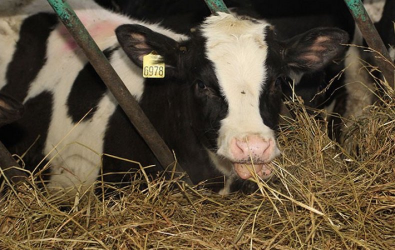 Причины развития бронхопневмонии