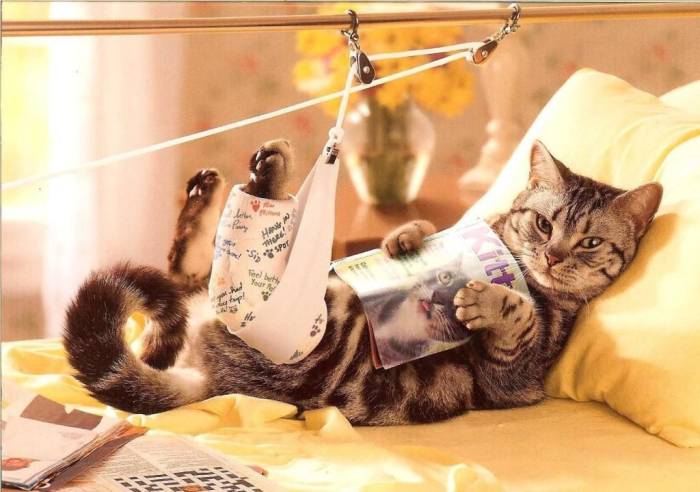 У кота опухла лапа от ожога