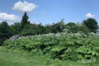 Ожог у ребенка от сока