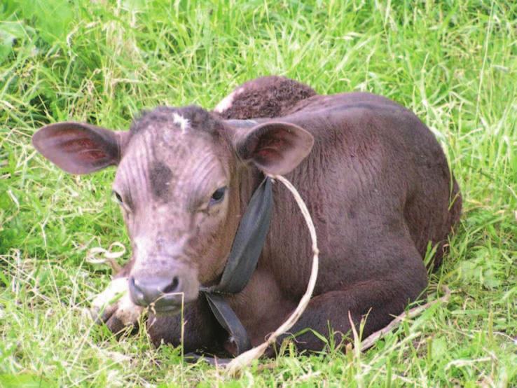 Хроническая бронхопневмония у телят