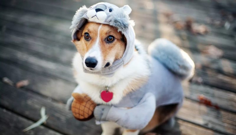 Профилактика отита у собаки