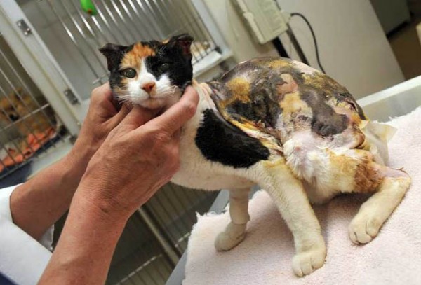 Ожог на коже у кошки