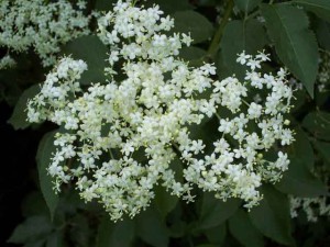 цветы бузины цветы бузины