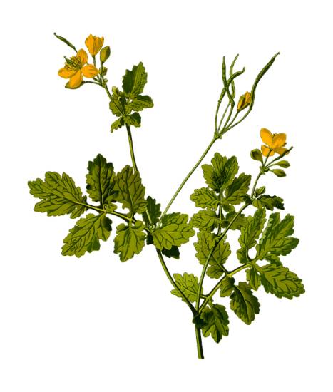 Красные пятна как ожоги по всему телу