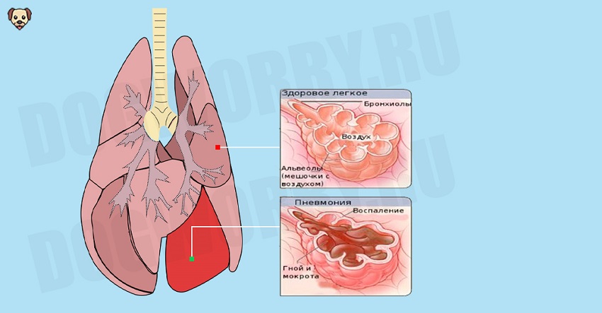 Что такое пневмония у собак?
