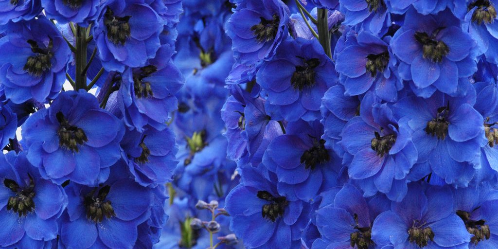 опасные растения