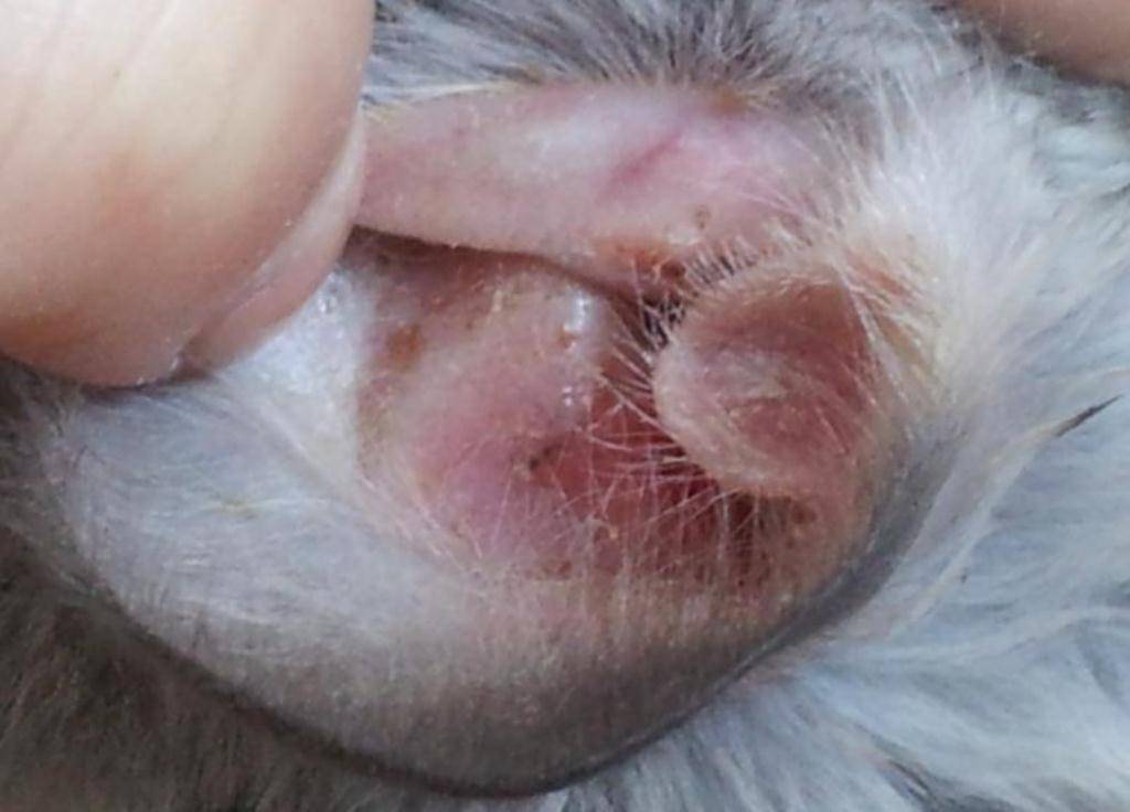 Отит уха у кошки лечение