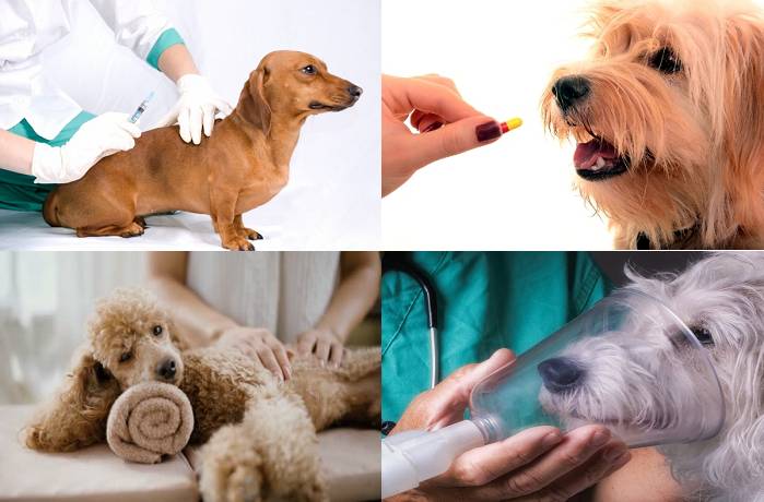 Лечение пневмонии у собак