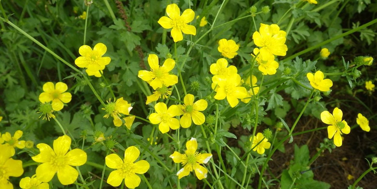 опасные растения