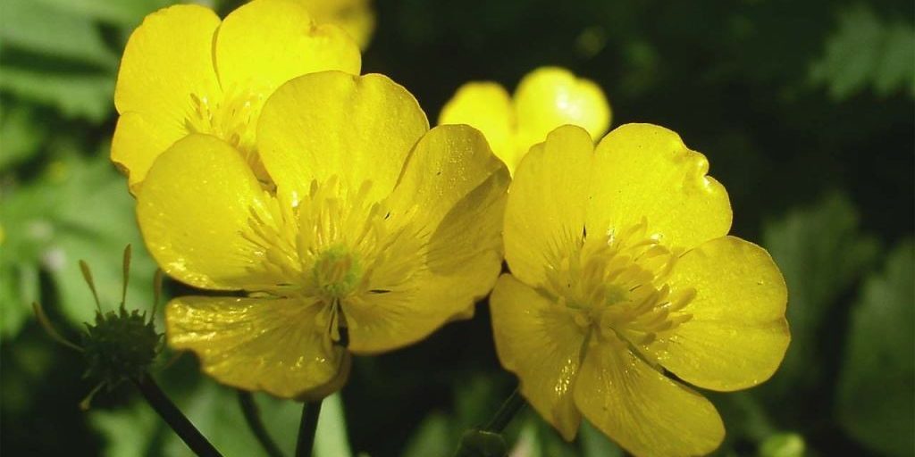 опасные растения