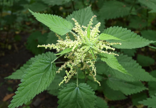 Цветущая крапива