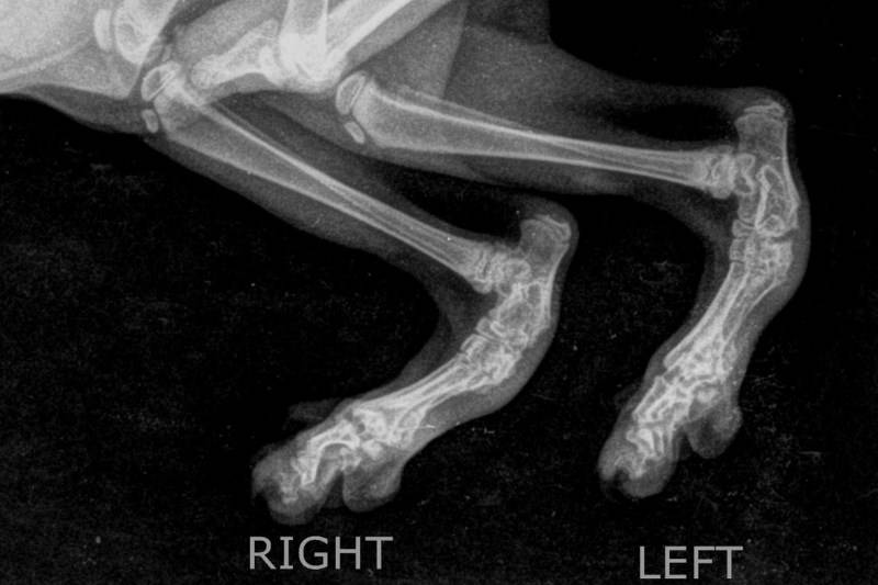 У кота опухла лапа от ожога