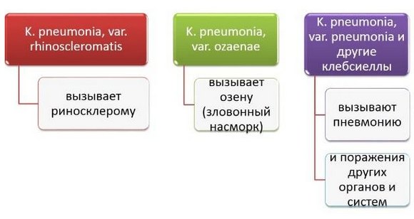 Роль клебсиелл в патологии человека Роль клебсиелл в патологии человека