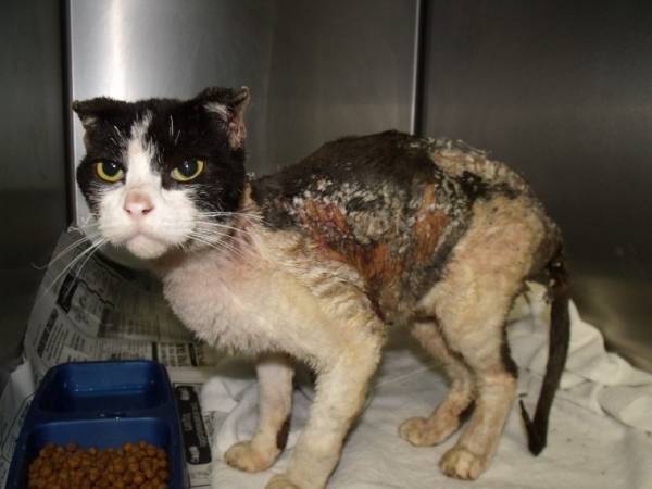 Ожог на коже у кошки