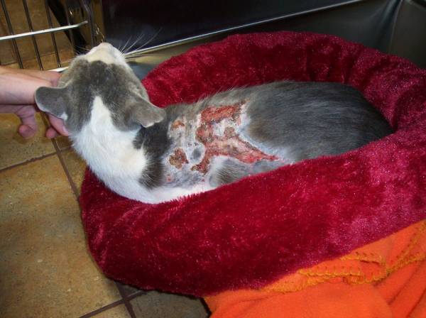 Ожог на коже у кошки