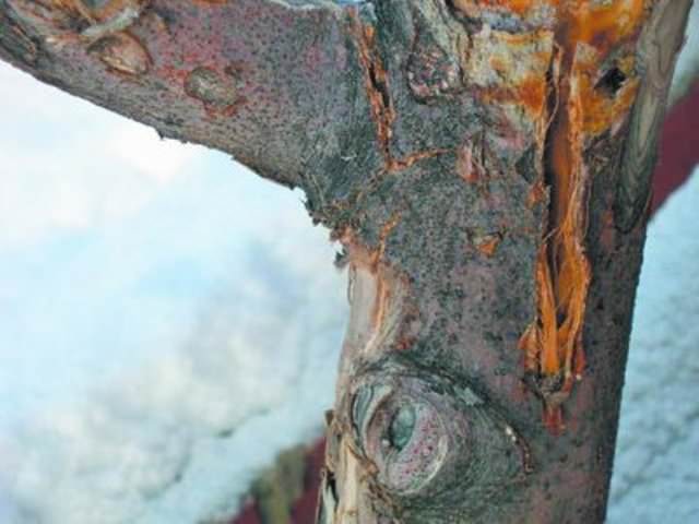 Есть множество способов, следуя которым вы можете защитить деревья от солнечных ожогов